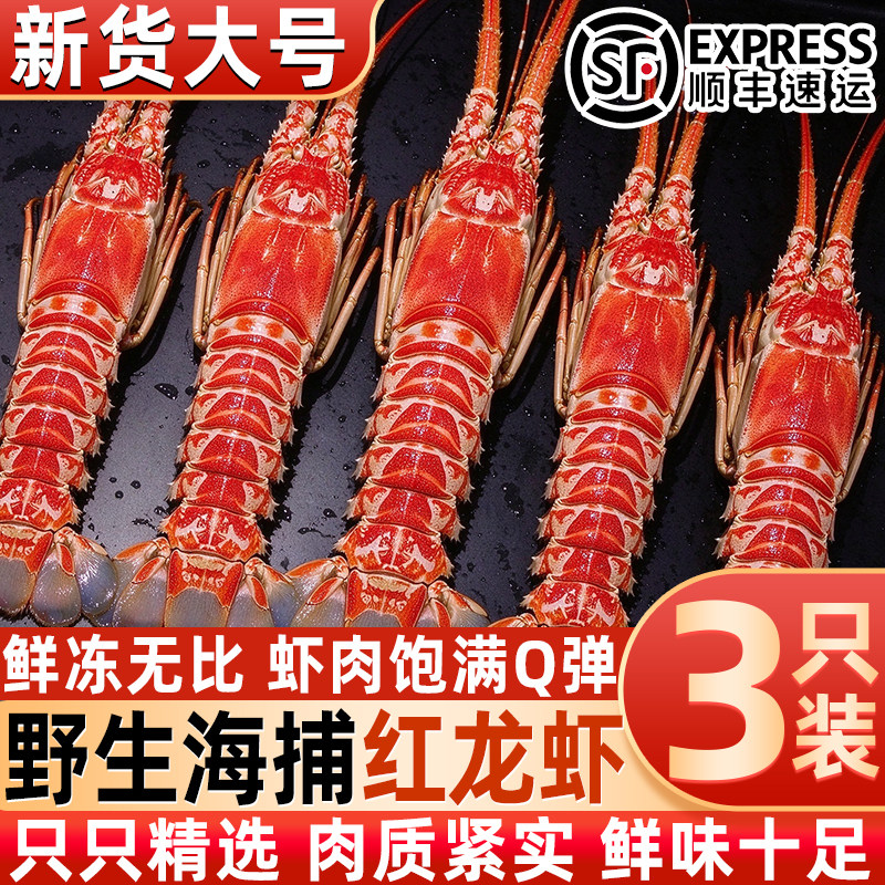 红龙虾鲜活超大冷冻海虾特大速冻海鲜玫瑰龙虾角脊龙虾长角龙虾