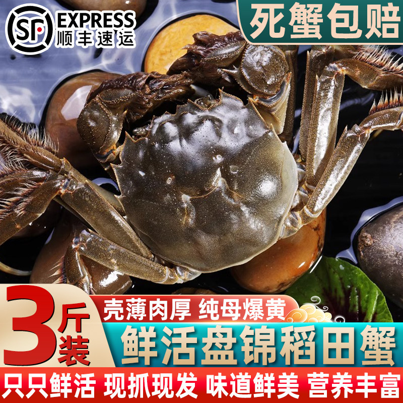 盘锦鲜活大闸蟹顺丰足斤足两