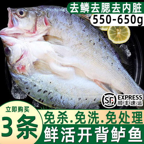 捕捞新鲜免处理开背海鲈鱼