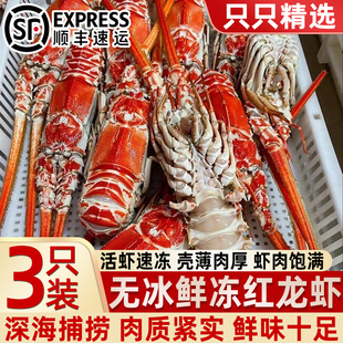 红龙虾鲜活超大冷冻海虾特大速冻海鲜玫瑰龙虾角脊龙虾长角龙虾