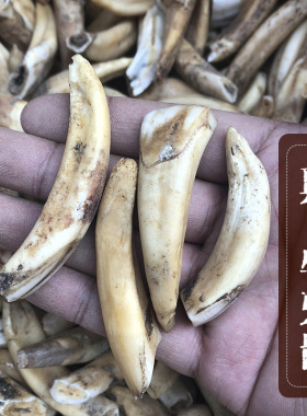 天然牙齿原料牛乳项链雕刻