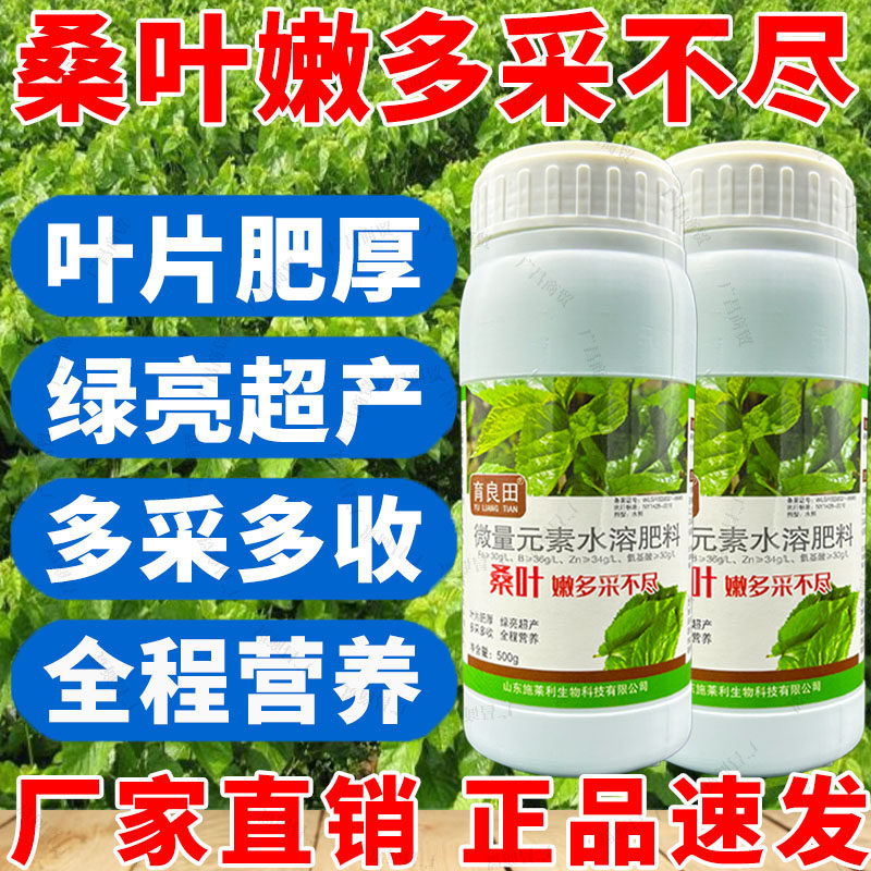 桑叶嫩多采不尽强力生根壮苗叶片肥厚蚕桑树苗桑叶养蚕专用叶面肥图片
