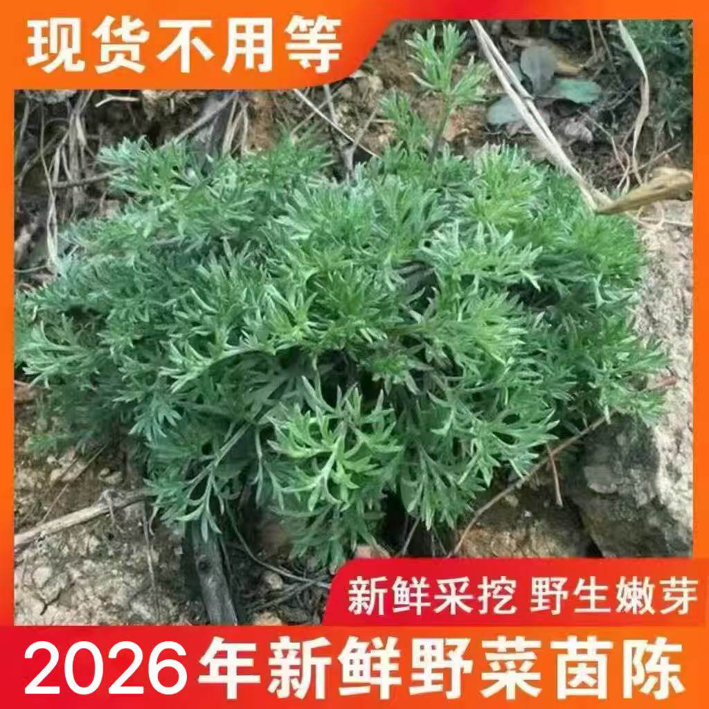 现货26年新鲜采摘野菜嫩茵陈白蒿可盆栽带根活苗草现挖药材绵三月