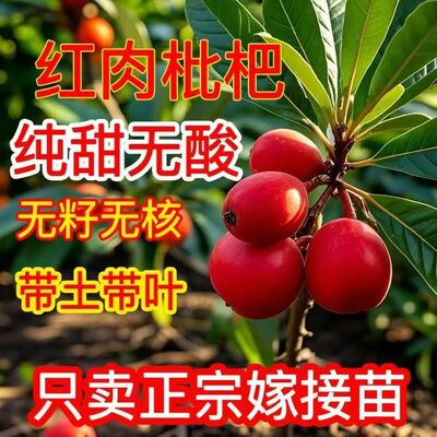 双季新品种红肉红皮枇杷苗大果枇杷树苗贵妃枇杷盆栽地栽当年结果
