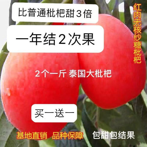 新品种红肉红皮枇杷苗双季大果枇杷树苗贵妃枇杷盆栽地栽当年结果