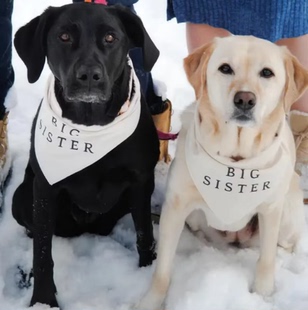 Big Brother/Big Sister Dog Bandana, Pregnancy Announcement
