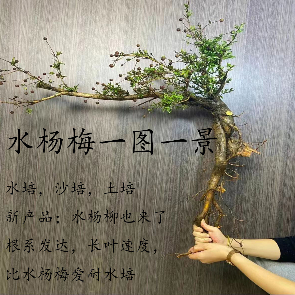 大货耐造水培水杨梅鱼缸造景易活好养有水就活形态各异老桩包存活