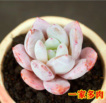 嫦娥 雪莲杂交卡罗拉阳台吸甲醛精品多肉植物