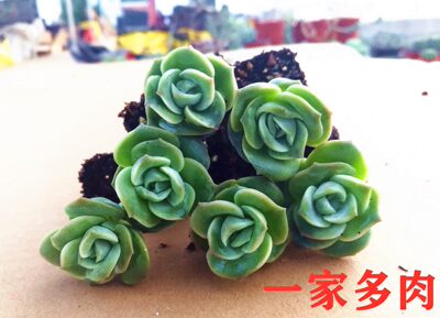 10棵可爱玫瑰绿植易养活