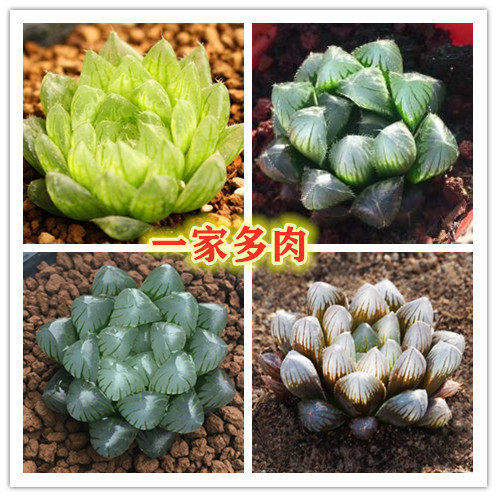 玉露 樱水晶 琥珀 多肉植物 阴养 办公室 吸甲醛