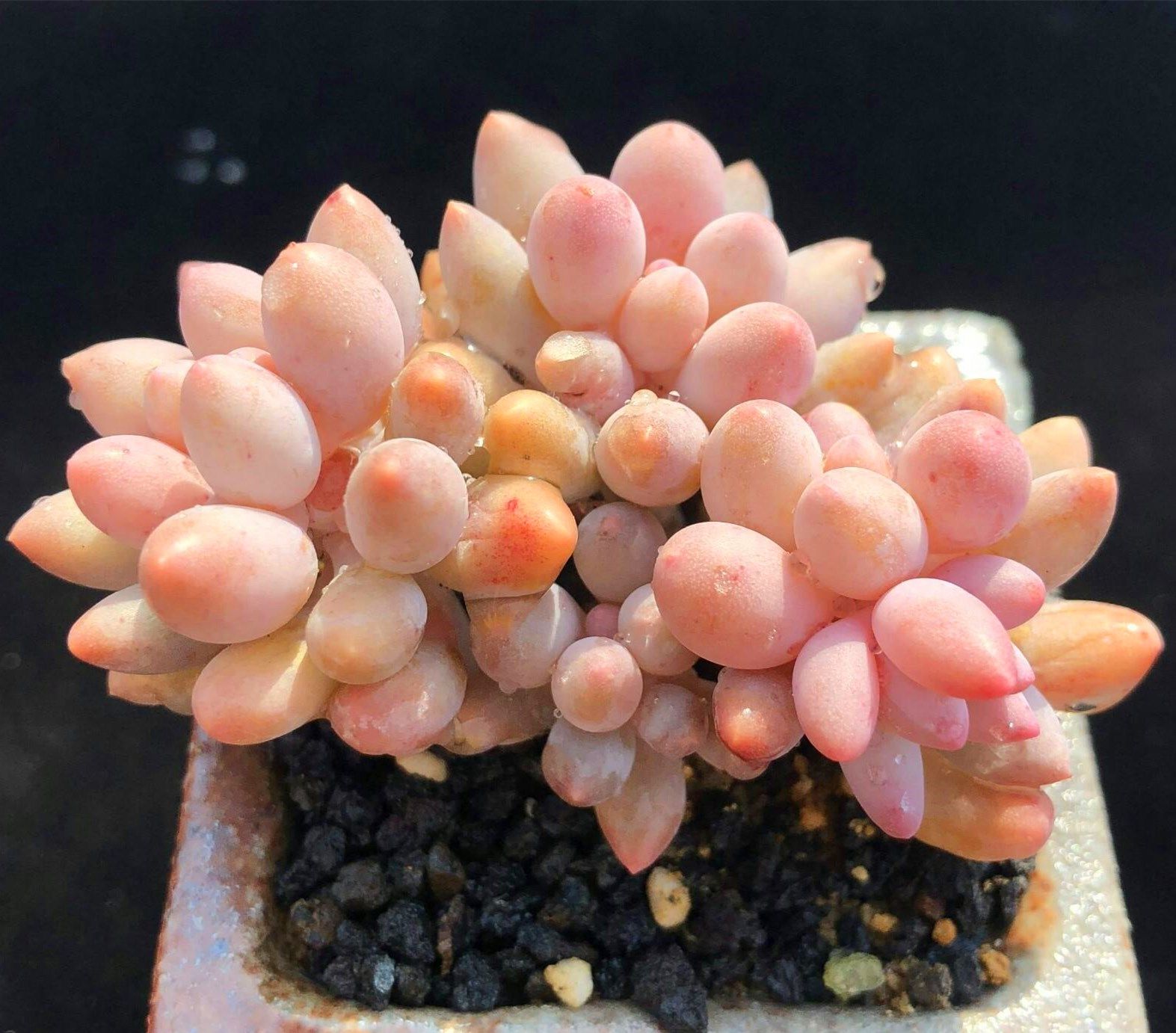 婴儿手指群生多肉植物阳台办公室吸甲醛小盆栽