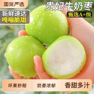 福建贵妃牛奶枣9斤苹果青枣苹果枣新鲜水果现摘大果整箱 脆甜 包邮