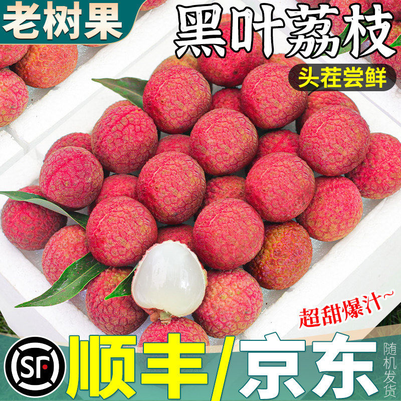 福建黑叶老树荔枝新鲜现摘现发当季水果整箱包邮【农民自种不泡药
