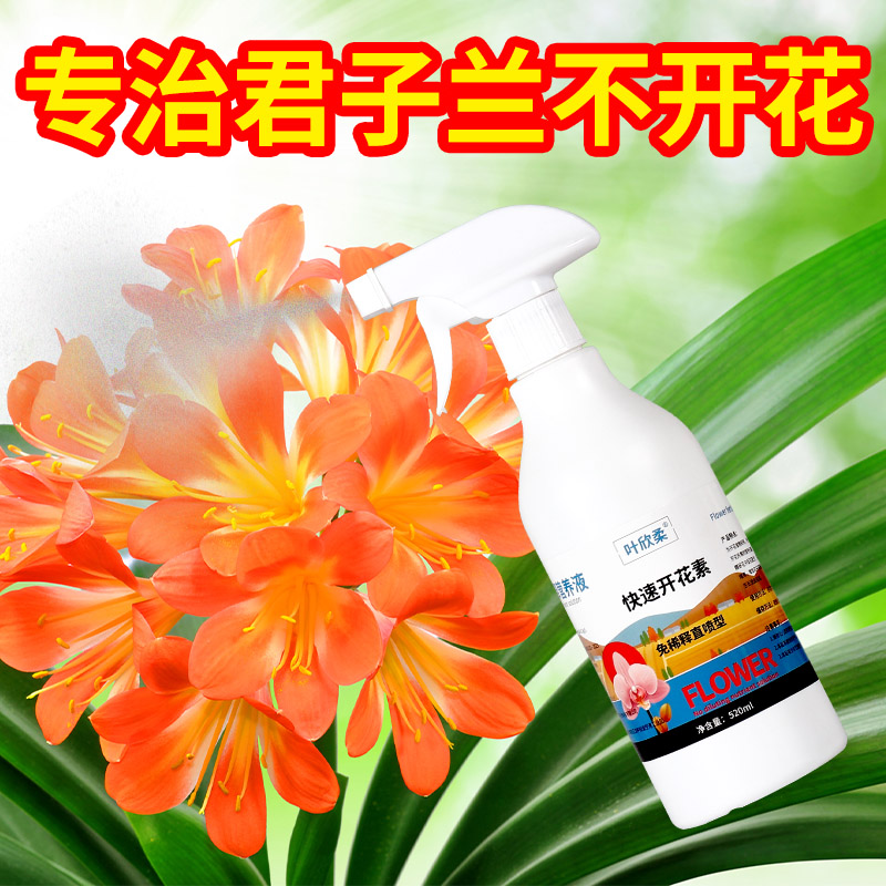 叶欣柔君子兰催花肥免稀释