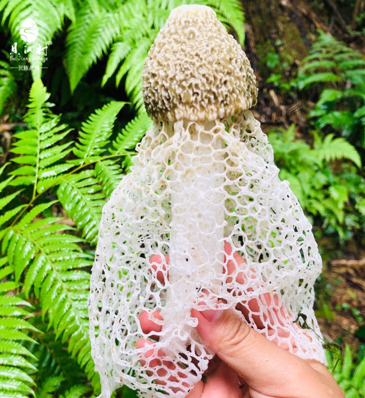 广西农家自产野生竹荪干货特级50g新鲜肉厚无硫竹菌菇煲汤