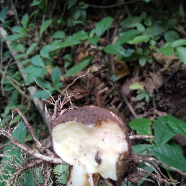 云南深山新鲜野魔芋山魔芋黄魔芋