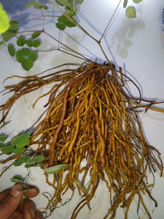 云南唐松草马尾黄连金丝黄连鸡脚黄连金丝黄莲马尾黄莲