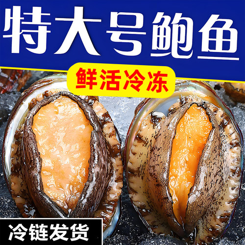 新鲜活鲍加热即食特大鲍鱼批发