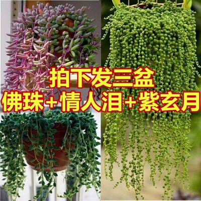 佛珠情人泪紫玄月吊兰盆栽特价