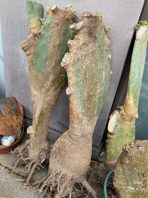 造景嫁接专用巨型仙人掌老桩20年以上大树桩奶力足见效快耐寒耐旱