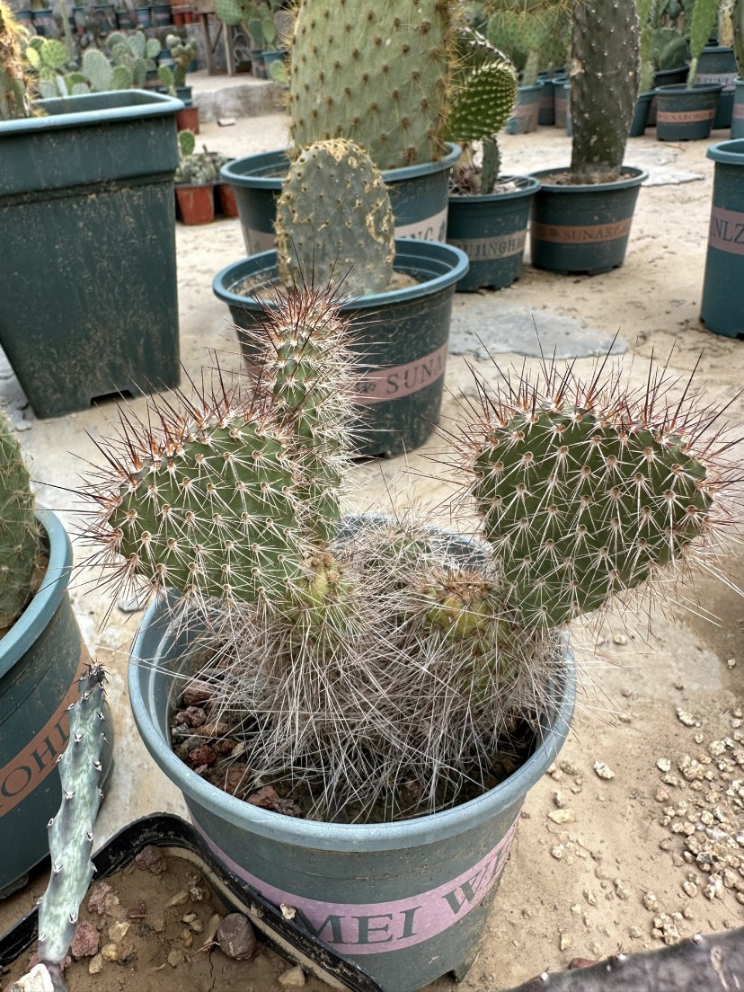 水仙针鼠团扇仙人掌稀有进口高端变色美花美刺仙人掌奇趣多肉绿植