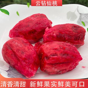 云钻红果可食用水果仙人掌种植片稀有进口高产大果地栽盆栽特好养