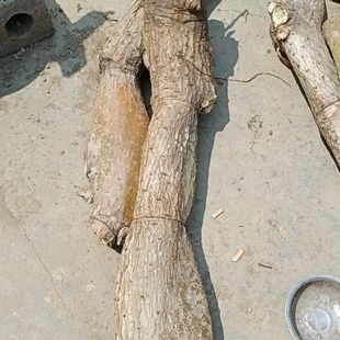 特大型造景米邦塔梨果仙人掌老桩15-20年会开花结果可食用药用果