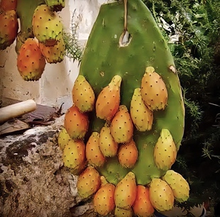 稀有宝塔黄果仙人掌扦插种植食用蔬菜果用大果仙人掌磨粉阳台庭院