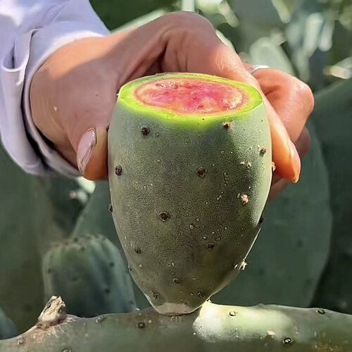 云钻红果仙人掌果苗种植片 红心水果仙人掌 进口无刺果用仙人掌