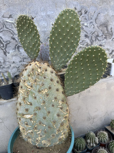 软毛普罗萨岛掌团扇仙人掌，稀有进口高端美花美刺仙人掌奇趣多肉