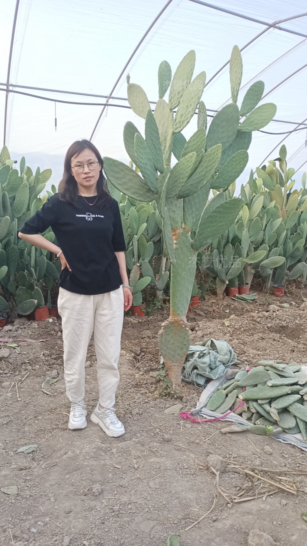 稀有无刺仙人掌多连片大型庭院造景专属耐寒耐旱耐晒懒人可爱绿植