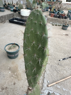 小卷毛岛掌东方人岛掌团扇仙人掌稀有进口高端美花美刺仙人掌奇趣