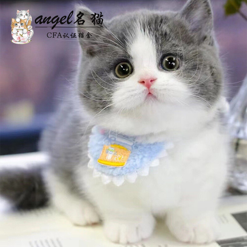 曼基康矮脚猫幼猫蓝白活体宠物猫咪幼崽拿破仑短腿猫米努特矮脚猫