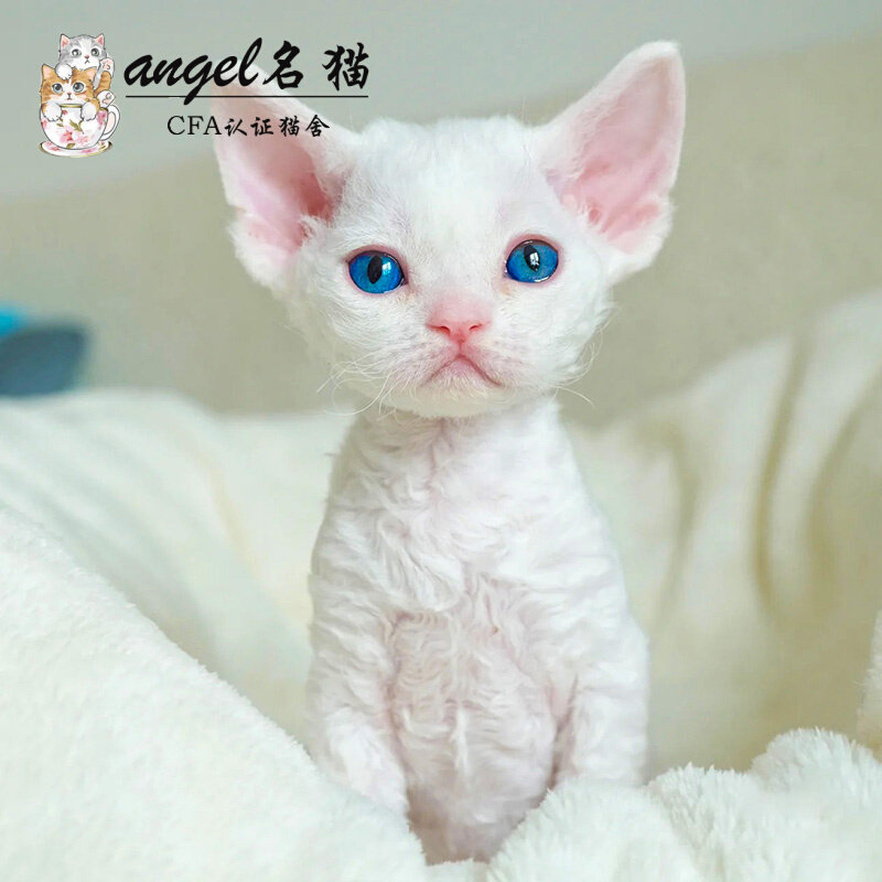 德文卷毛猫幼猫纯种活体宠物猫咪幼崽不掉毛高智商赛级德文猫活物