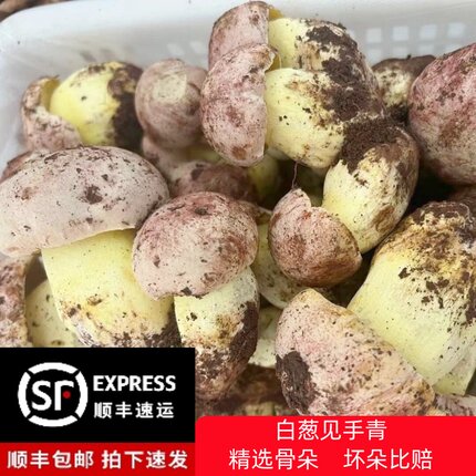 白葱见手青牛肝菌云南野生新鲜菌菇现摘现发2026年新鲜菌顺丰包邮