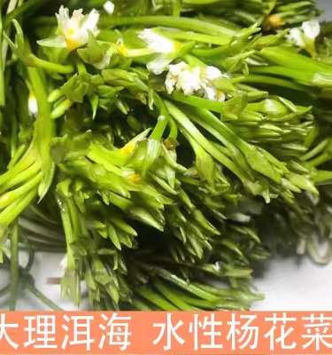 云南特产大理海菜又叫水性杨花新鲜发货