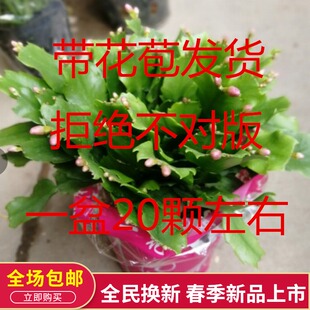 蟹爪兰带根包邮带花室内盆栽多肉植物加仑盆蟹脚兰桌面绿植懒人花