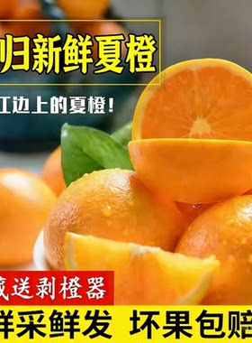 湖北宜昌秭归现摘夏橙