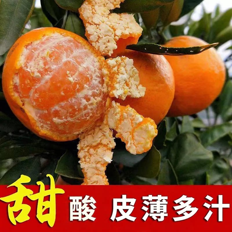宜昌蜜橘桔子9斤早熟无籽新鲜橘子孕妇水果整箱包邮当季青皮柑橘