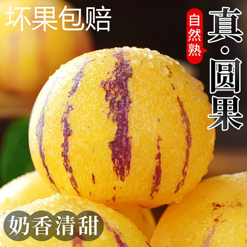 云南石林人参果树上熟