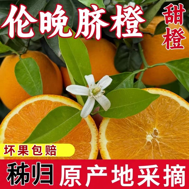 湖北宜昌秭归伦晚脐橙手剥橙果冻甜橙新鲜水果应当季整箱现发春橙