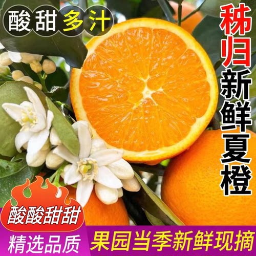 湖北宜昌秭归现摘夏橙