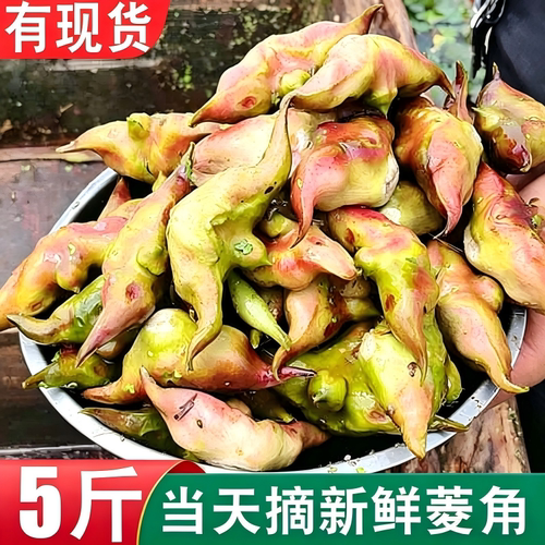 洪湖老菱角新鲜生棱角湖北特产现摘粉糯黑菱角嫩凌角大菱角米蔬菜