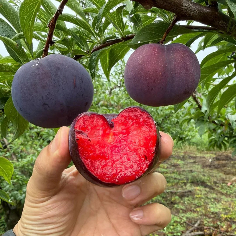 河南应季风味玫瑰血丝李红心李子时令水果黑布林红肉恐龙蛋味帝李
