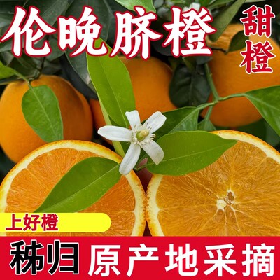 湖北宜昌秭归伦晚脐橙