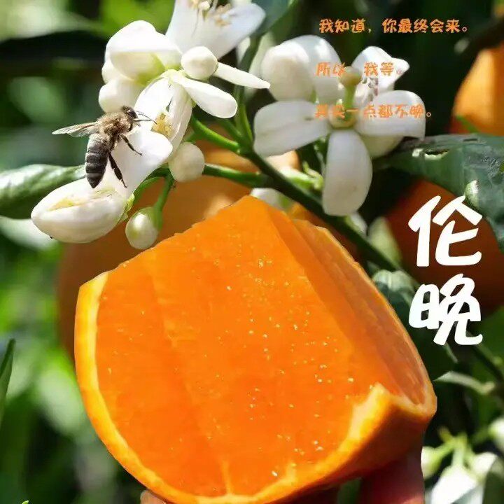 湖北宜昌秭归伦晚脐橙手剥橙果冻甜橙新鲜水果应当季整箱现发春橙