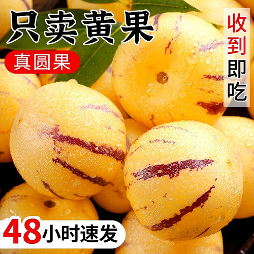 云南石林人参果树上熟