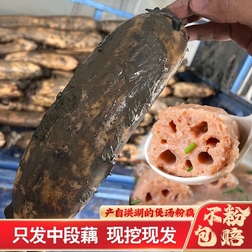 正宗洪湖莲藕新鲜粉藕脆藕藕粉
