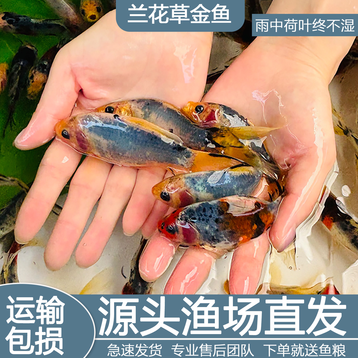 兰花草金冷淡水鱼缸好养耐活小金鱼红草金鱼长短尾草金活体观赏鱼