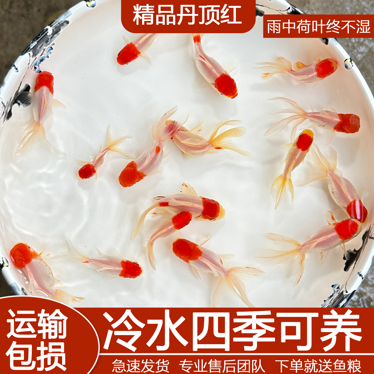 鸿运当头鱼观赏鱼鹤顶红狮子头金鱼活鱼丹顶冷水鱼淡水好养耐活鱼